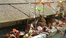 Gutter Cleaning