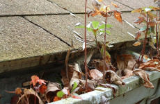 Gutter Cleaning