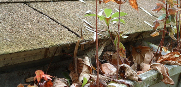 Gutter Cleaning